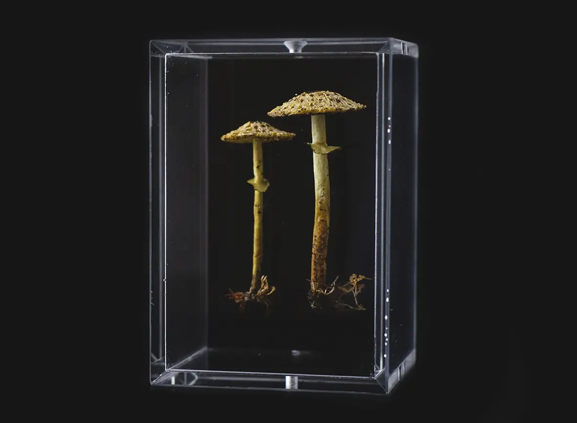Amanda Cobbett: Lepiota pseudohelveola, 2019, The cap and gills; free machine embroidery, stem; paper mache, covered with a fine silk embellished, including  thread detail for the root and earth as if freshly pulled from the earth