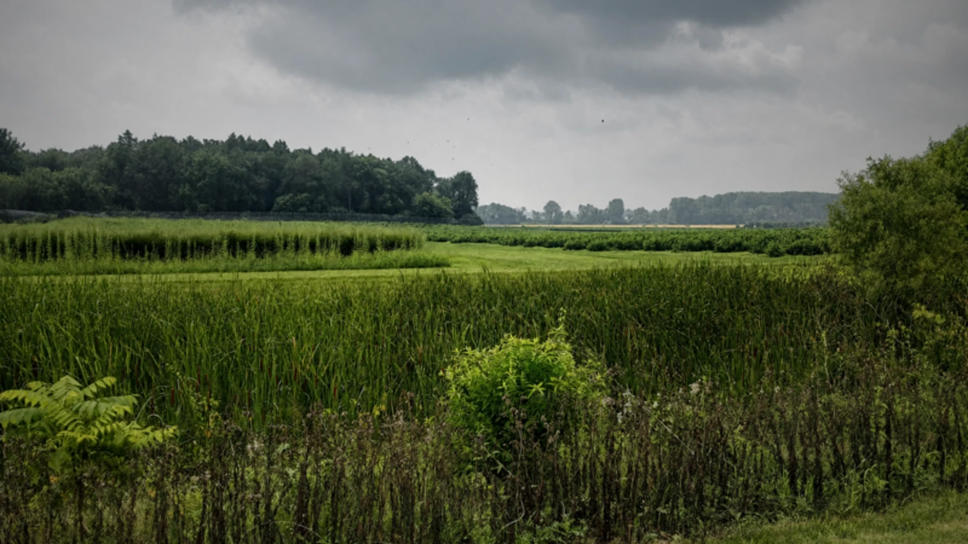 Lush green fields under cloudy sky.