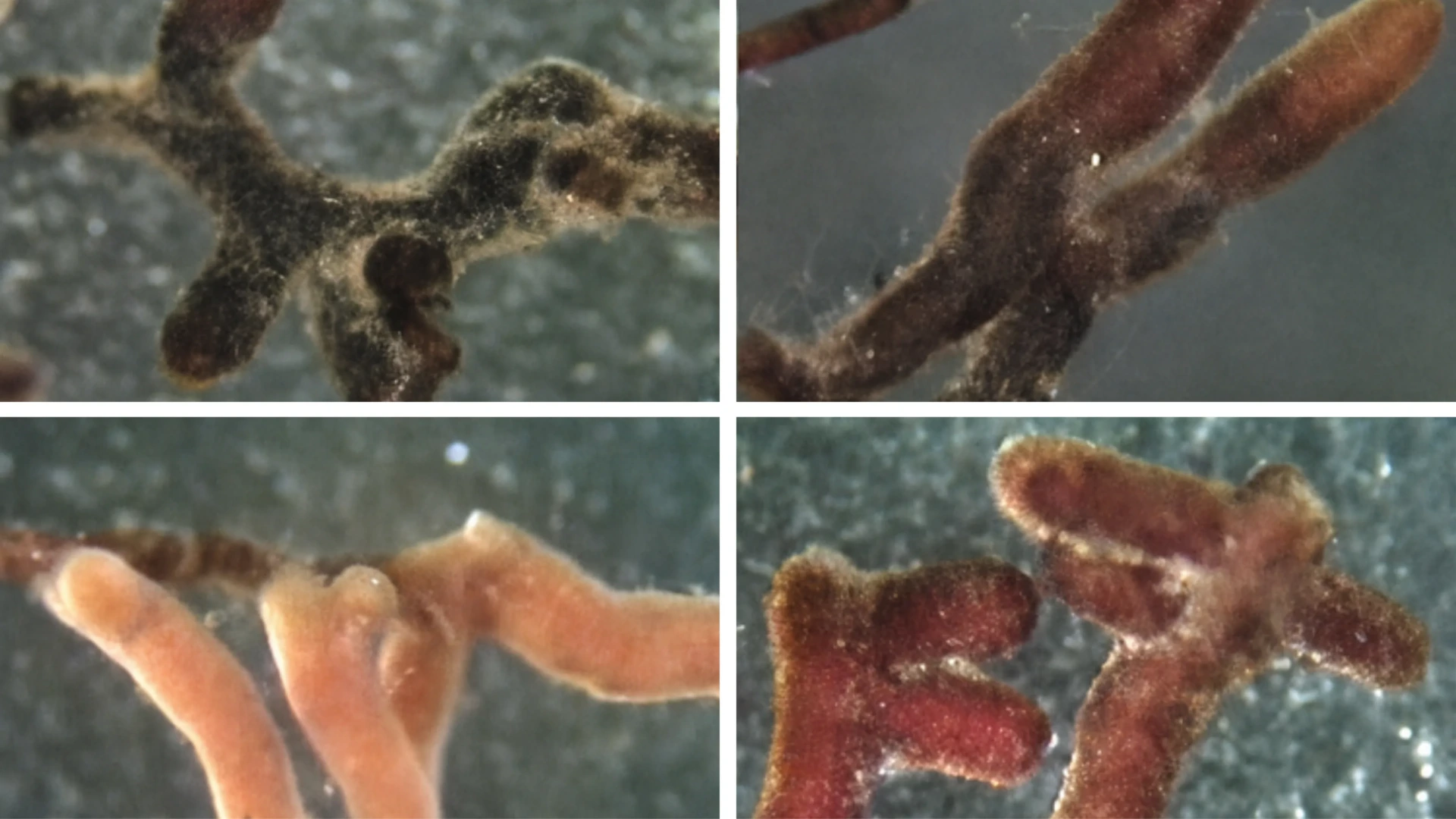 Microscopic view of root tips.