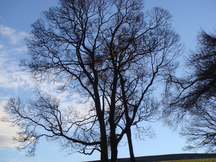 Tree on the North Yorkshire Moors